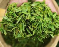 茶樹產(chǎn)量高嗎？一畝產(chǎn)多少斤？