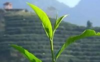 客田鎮(zhèn)：茶樹吐新芽，茶農喜增收